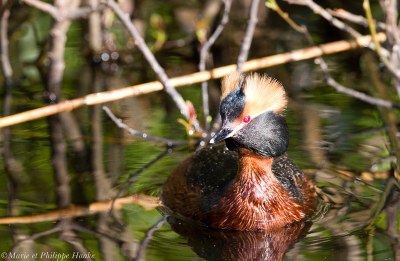 Grebe esclavon 7595_wm.jpg - Grèbe esclavon, Podiceps auritus, Horned Grebe (Suède, mai 2011)